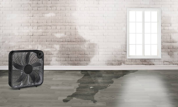 Best Carpet water damage restoration  in The Plains, OH